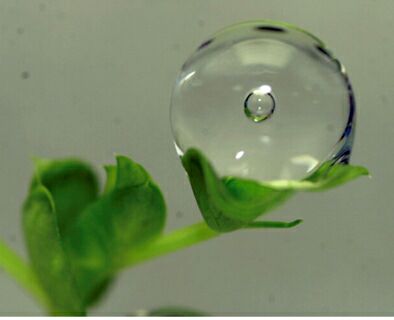 Buborék vízcseppben mikrogravitációban.